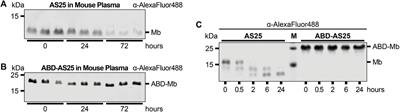 Improving the pharmacokinetics, biodistribution and plasma stability of monobodies